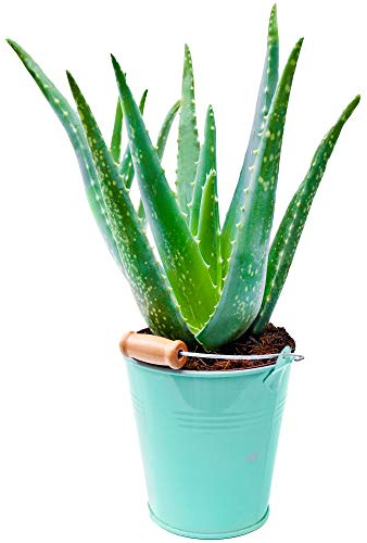 1 x Aloe Vera | 25-35cm im Topf | Medizinische Zimmerpflanze als Geschenk zum Verkauf