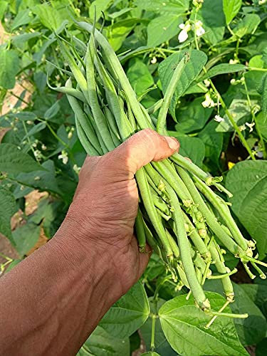 Lotto di 50 semi di fagioli Cigal - Varietà rara - 100% naturale - Baccelli extra fini - Poco calorici, ricchi di fibre - Grande qualità gustativa - Germinazione garantita - 100% francese