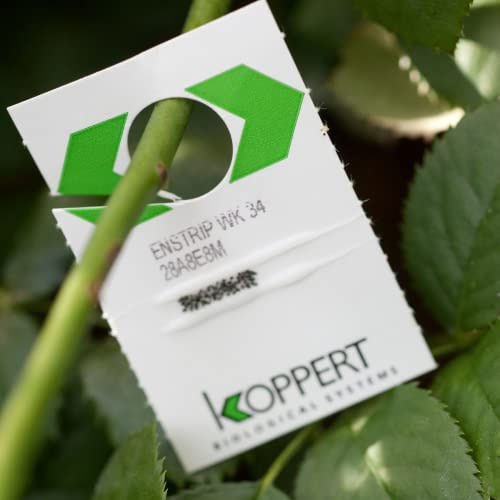 Dragonfli Whitefly Killer - Encarsia formosa Parasitic Wasp Cards - Natural Biological Control (25 Cards)
