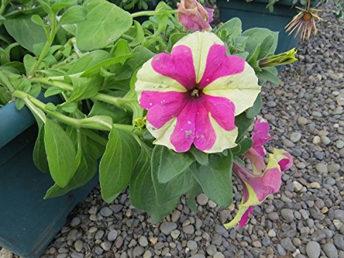 Petuniensamen 15 Stück mit Raffinat Lime Bi Colore Petunia Semi