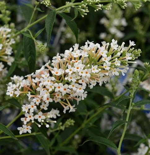 Zwerg Hänge Sommerflieder Little White 40-60cm - Buddleja