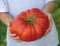 SEMI POMODORO CUOR DI BUE GIGANTE (50)