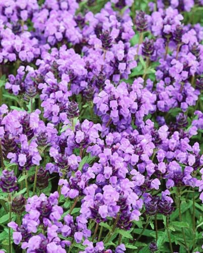 Prunella grandiflora 9x9 cm Topf – Winterhart, Mehrjährig, Pflegeleicht – Großblütige Braunelle – Bodendecker für Beet & Steingarten