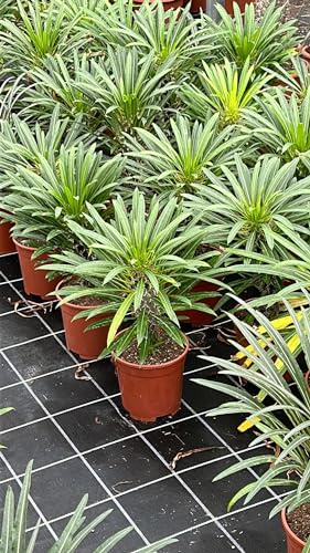 VIVAIO GARDEN FOREST Pachypodium Lamerei Pianta Grassa 40 cm | Palma del Madagascar, Ornamentale, Esotica da Interno ed Esterno, Succulenta Decorativa in Vaso
