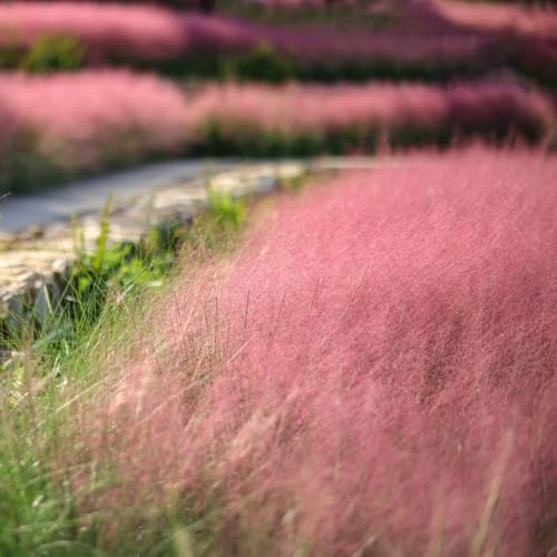 Muhlenbergia capillaris - dekopflanzen topfpflanzen draußen winterhart exotische zimmerpflanzen balkonpflanzen pflanzendeko ziergräser winterhart hochbeet balkon dachbegrünung 1000samen