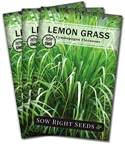 Sow Right Seeds - Lemon Grass Seed for Planting - Non-GMO Heirloom Packet with Instructions for Easy Planting and Growing an Herb Garden - Indoor or Outdoors - Delicious Culinary Herb (3)