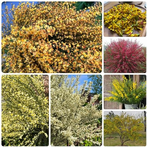semillas de retama de verano variedades antiguas Decoraciones jardín exteriores lugares soleados del jardín exótico semillas orgánicas primavera 200pcs