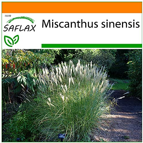 SAFLAX - Garden in the Bag - Erba elefantina - 200 semi - Miscanthus sinensis