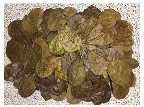 Catappa-Leaves 200 Stück Seemandelbaumblätter 6-9cm + viele Gratis (=100gr) Nano Größe jetzt NEU für die Kleinen ★Kostenloser BLITZVERSAND im Karton, sorgfältig selektiert★