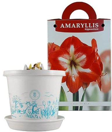 Amaryllis Minerva im Zuchttopf in Geschenkbox | 1 Stück | Zwiebelgröße 30/32 | Ritterstern | Rot | Weiß | Zimmerpflanze | Schnittblume