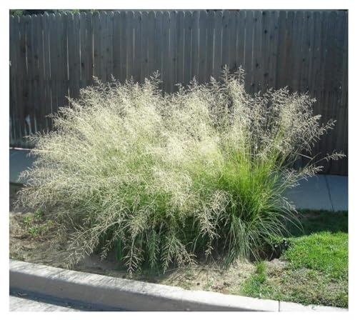 Stauden Gänge 1 x Eragrostis curvula im 1 Liter Topf (Stauden/Staude/Ziergras/Gräser/Winterhart/Mehrjährig) Afrikanisches Liebesgras - Filigrane Eleganz, die im Wind tanzt