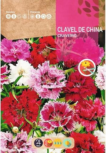 Semillas de Flores de Clavel Chino Dianthus Chinensis Fáciles de Cultivar Flores Naturales