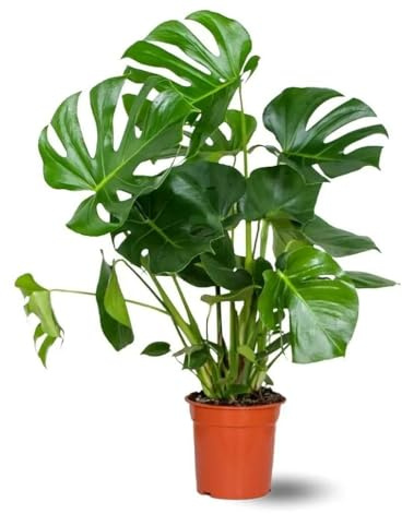 Attitude Jardin - Monstera deliciosa - pianta forata - purificatore d'aria - 70-80 cm - ⌀ 17 cm - pianta d'appartamento