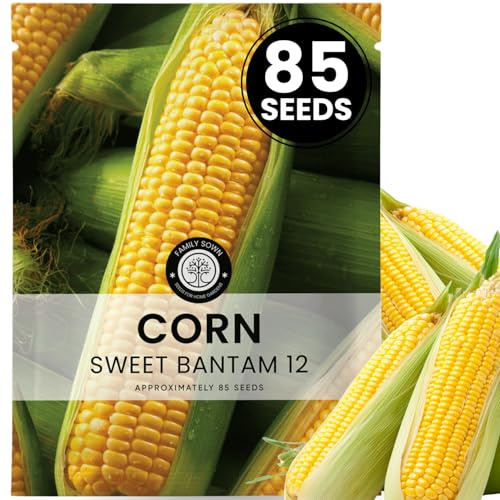 Corn Sweet Bantam 12 – 85 Premium Seeds for Planting – Classic Heirloom Sweet Corn Variety for the 2026 Season – 25 Gram Pouch