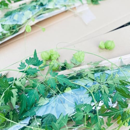 Ballonrebe samen、 hängende pflanzen、gartendeko für draußen hängepflanze、winterharte pflanzen für garten deko wohnzimmer modern、gartenpflanzen zimmerpflanzen、balkon deko hängepflanze 80pcs