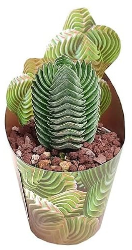 Botánica Urbana Creatíva Crassula Buddha's Temple, Suculenta Natural, Variegado, Bajo Mantenimiento, 8 cm