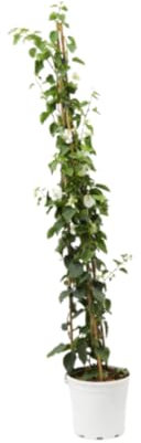 Verdecora Buganvilla Piramide | Flor de Papel | Planta natural de exterior con flor en maceta con tutor | Planta trepadora | Perfecta para decorar el jardín, balcón, terraza (Maceta 3L)