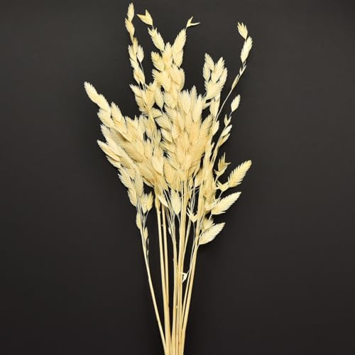 Plattährengras Chasmantium Trockenblumen Champagner 70cm 10 St