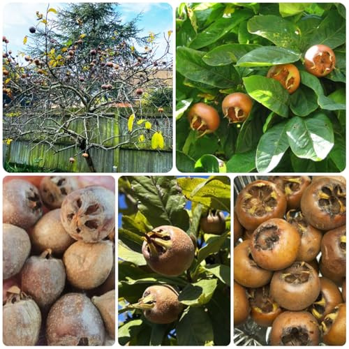 semi di nespolo - mespilus germanica - balcone resistenti di nespolo da giardino resistenti perenni fresca, arbusti a crescita rapida 80pcs