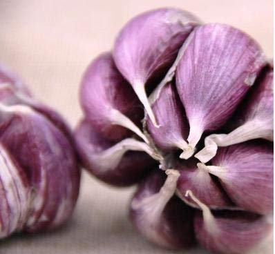 Graines de légumes à l'ail frais à planter violet paquet de 100 graines