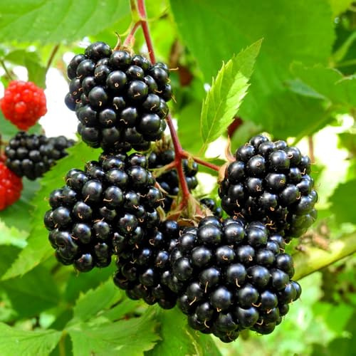 semillas de mora - mora - columnares zarzamora, interior, para lugares soleados 100pcs