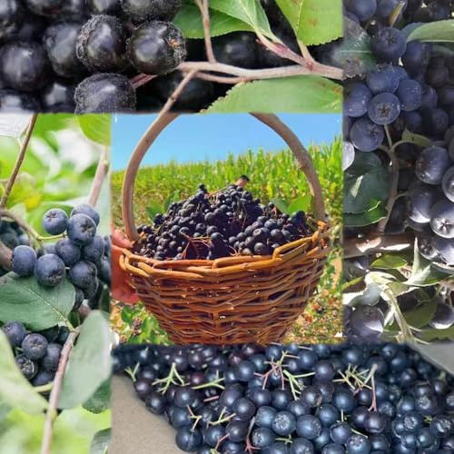 semi di bacche di aronia - colonnari in contenitori resistenti colonnari, semi giardino esotici 300pcs