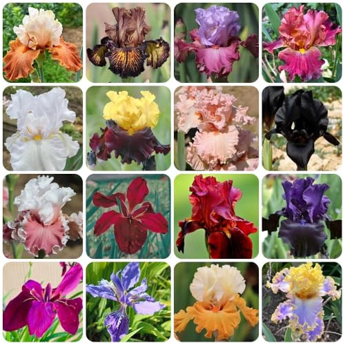 Semi di Iris - Iris tettoria - rustiche per balconi semi da giardino biologici 250pcs