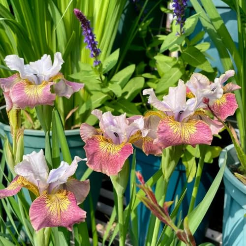 Bulbi di iris - bulbi di iris, esotico primaverili resistenti per giardini rocciosi resistenti copertura del terreno serre da balcone in vaso da 4pcs