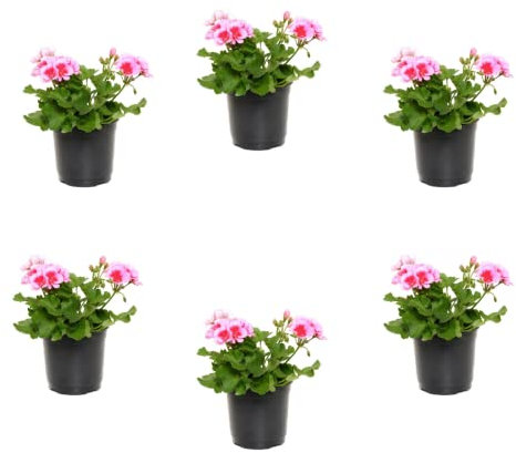 Verdecora Pack 6 Geranios | Geranio zonal | Malvón | Planta natural de exterior en maceta de Ø13cm (altura total aproximada 30-35cm) | Flor con olor | Perfecta para terraza, jardín o balcón