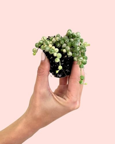 Senecio Variegado Mini | Plantas Naturales | Pur Plant