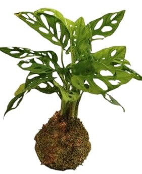 DECOALIVE Monstera Adansonii en Kokedama – Planta Natural Tropical – Ideal para Interior y Decoración Zen