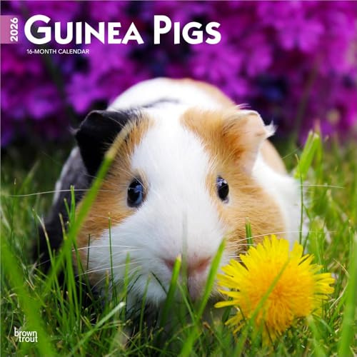 Guinea Pigs – Meerschweinschen 2026 – 16-Monatskalender: Original BrownTrout-Kalender [Mehrsprachig] [Kalender] (Wall-Kalender)