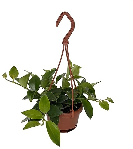 Mona Lisa Lipstick Plant - Aeschynanthus - 4 Mini Hanging Basket