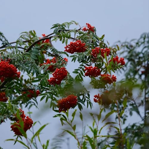 eberesche gartenblumen, winterhart blühend ebereschesamen garten winterhart kaufen, zimmerbonsai frühlingsblumen, deko wohnzimmer 130pcs