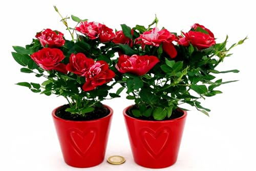 POWERS TO FLOWERS - ROSA DA GIARDINO NANA, RAMPICANTE e RIFIORENTE, ROSA ROSSA BICOLORE, 2 PIANTE, VASO 8CM, IN VASO CERAMICA CUORI, Piante Vere
