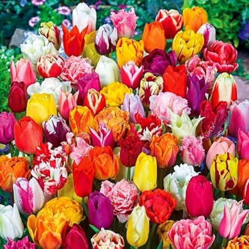 Set Tulpen Mix mischung Tulpenmischung aus Sorten Farben Zwiebeln Onion Knollen winterhart mehrjährig Tulpe Tulpenzwiebeln 100 Stk.