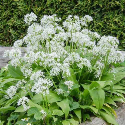 Semillas de ajo silvestre orgánico semillas de jardín Las de ajo silvestre son resistentes balcón 400pcs