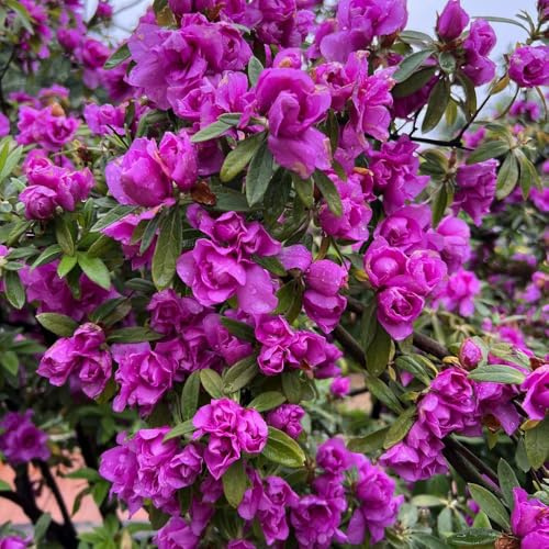 semillas de rododendro, para decoración de sala estar interior azalea exóticas, para las jardín, silvestres perennes 65pcs