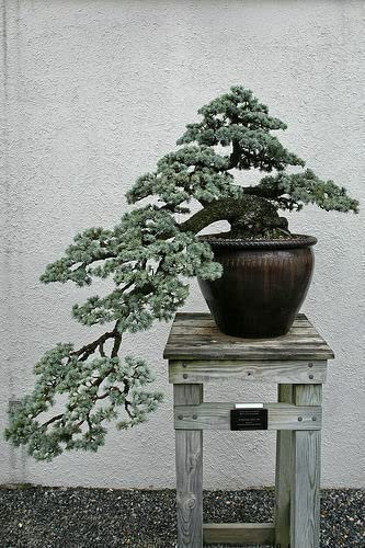 10 Semi Di Cedrus Atlantica Glauca Blaue Atlas-Zeder Blaue Atlas-Zeder Rarissima