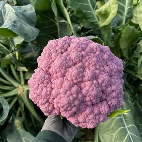 semi di cavolfiore - Letti elevati per giardino interni biologici resistenti riverdimento tetti balcone 300pcs