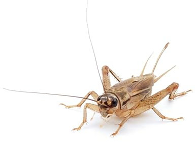 Eurocrickets Heimchen lebend | Extra Groß (23-25 mm) | 1000 Stück MEGA Pack | Futterinsekten für Reptilien, Vögel & Amphibien