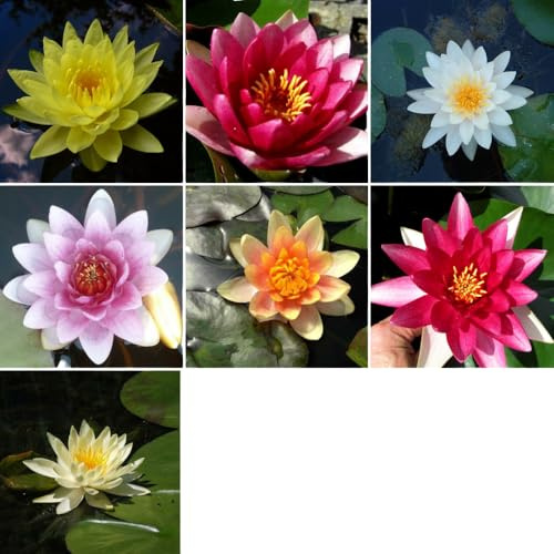 Aquariumline Assortiment 3 mélange Nénuphars plantes vivantes de l'étang extérieur floraison saisonnière