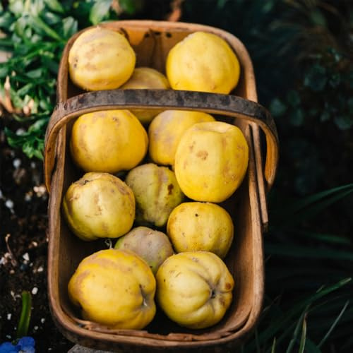 Quittenbaum, obstsamen Cydonia oblonga, Quitten, sträucher garten obstbaum balkonpflanzen säulenobst seltene sträucher 250Samen