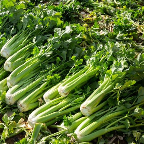 semillas de apio organicas resistentes para el jardín de apio de variedades antiguas 100pcs