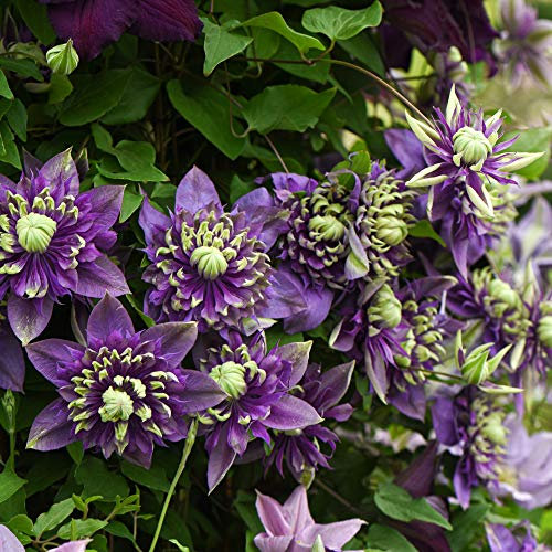Clematis Taiga Clematis Florida Taiga Old Man’s Beard Hardy Shrub Exotic Show Stopping Climber Ideal for Walls, Fences and trellises Easy to Grow and Maintain 9cm Pot by Thompson and Morgan (1)