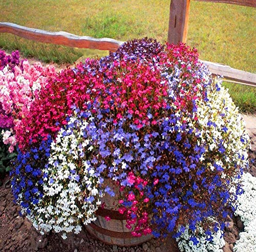 SeedsUP - 1000+ Seeds Lobelia Сascade - Flower Mix