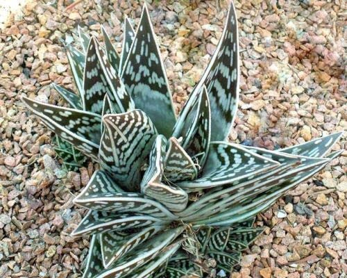 Tigre Aloe Variegata exotique juteux rara Agave Haworthia graines plante 10 grani