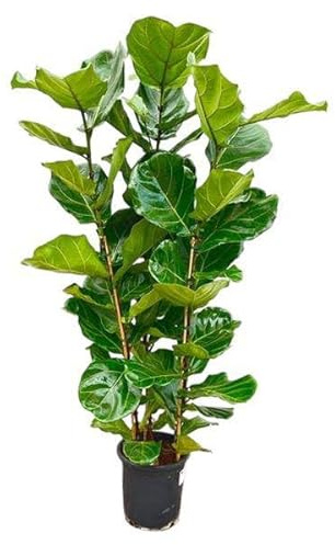 Figuier Ficus Lyrata - Environ 140 cm de Haut - Diamètre 27 cm