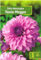 AGRONOM | Dalias - VASSIO MEGGOS | Bulbos de flores perennes | Flores Violeta | Se cultivan en jardines de flores, macetas, se plantan en céspedes en flor | Paquete de 1 bulbos de flores