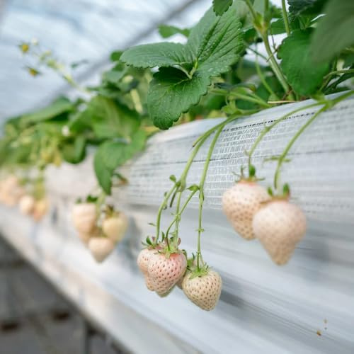 semi di fragola biologici da aiuola rialzata fragole appese da giardino perenni resistenti balcone colonnari Coltivazione di verdi, 800semi